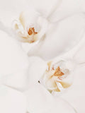 bougie-parfumee-artisanale-aux-senteurs-naturelles
