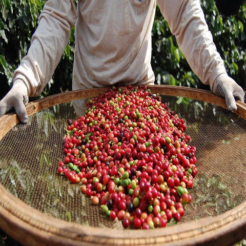 cafe-en-grains-dorigine-bresil