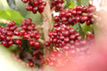 cafe-en-grains-dorigine-bresil