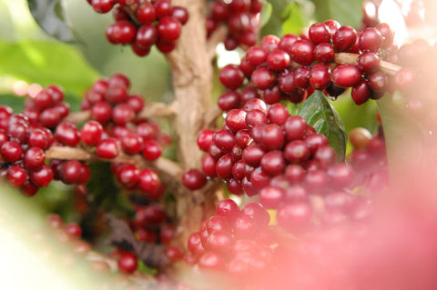 cafe-en-grains-dorigine-bresil
