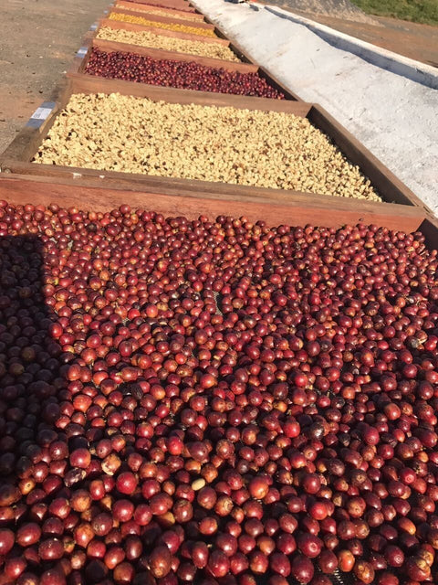 cafe-en-grains-dorigine-bresil