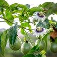 huile-de-fruit-de-la-passion-bio